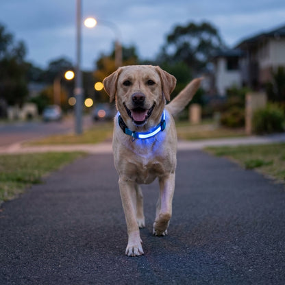 LED dog collar glowing blue on a happy dog walking at dusk