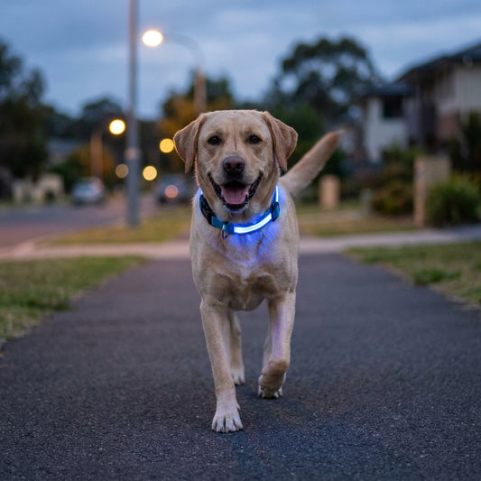 LED dog collar glowing blue on a happy dog walking at dusk