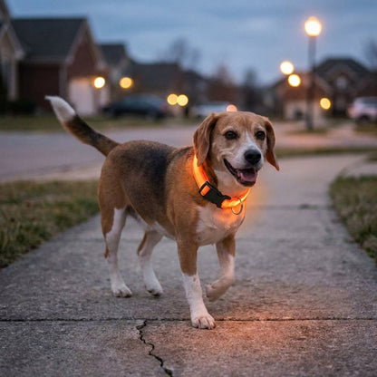 LED dog collar glowing orange on a dog on an evening walk