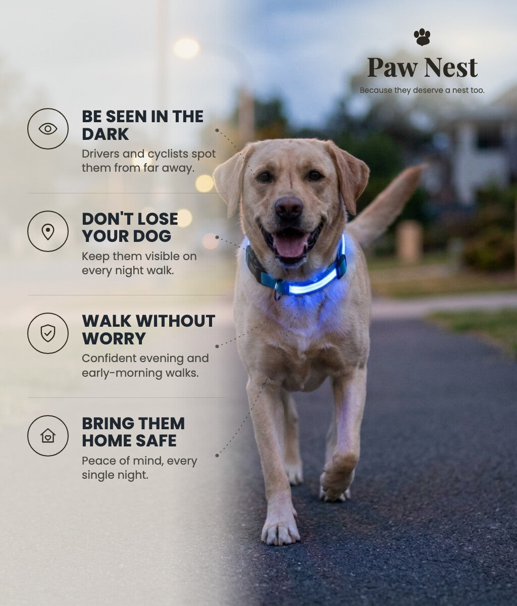 LED dog collar benefits: be seen in the dark, don't lose your dog, walk without worry, bring them home safe