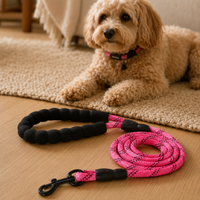 Dog lying on a carpet with a black and pink dog leash on a wooden floor.