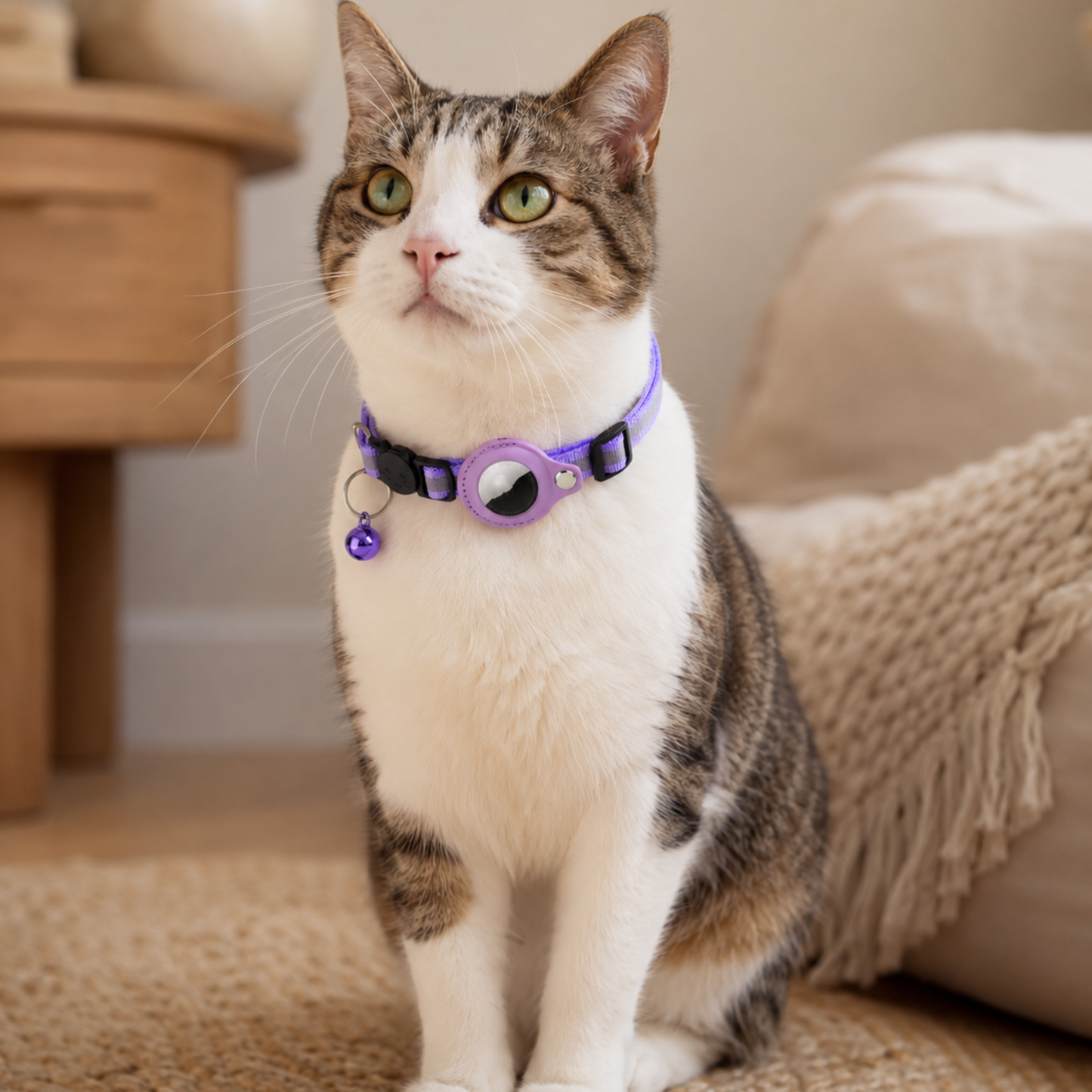 Cat wearing a purple collar with a bell, sitting on a carpeted floor.